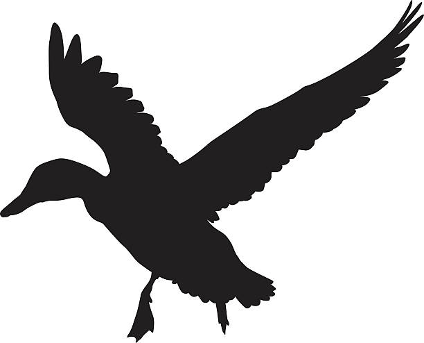 Vector duck Flying duck silhouette.  Vector EPS 8 duck bird stock illustrations
