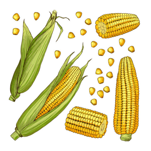 Vector farm illustrations. Different sides of corn Vector farm illustrations. Different sides of corn cob and organic vegetable, farm natural ripe corn corn stock illustrations