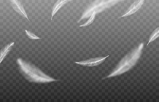 Vector feathers on an isolated transparent background.