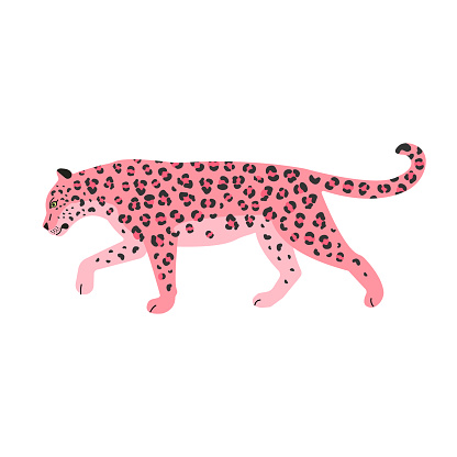 Vector flat pink leopard isolated on white background