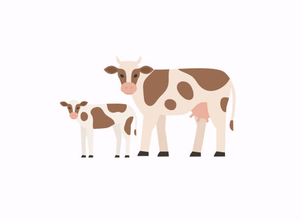 Vector flat style illustration of cow and calf. Vector flat style illustration of cow and calf. brown cow stock illustrations