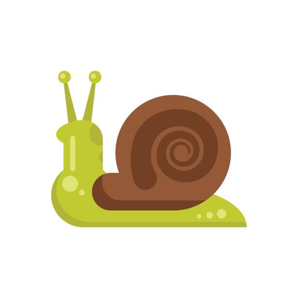 Vector flat style illustration of snail. Vector flat style illustration of snail. Icon for web. Isolated on white background. snail stock illustrations
