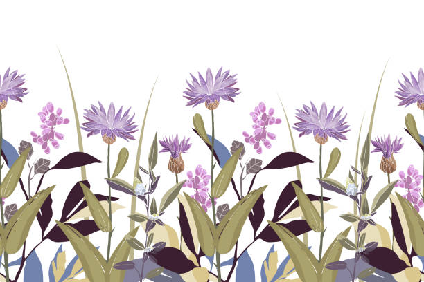 Vector floral seamless pattern, border. Horizontal panoramic design with purple cornflowers. Vector floral seamless pattern, border. Horizontal panoramic design with purple cornflowers, herbs and berries on a white background. Flower illustration for surface decoration. gardening borders stock illustrations