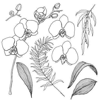 Vector floral set of linear black eucalyptus and orchids. Hand painted flowers, leaves and branches isolated on white background. Minimalistic illustration for design, print, fabric or background.