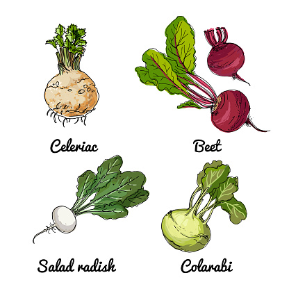 Vector food icons of vegetables. Colored sketch of food products. salad radish, Celeriac, kohlrabi, beets