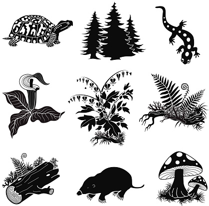 vector forest animals, plants in black and white