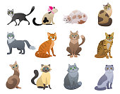 Vector Funny and cute cartoon Cat different breeds pet characters set