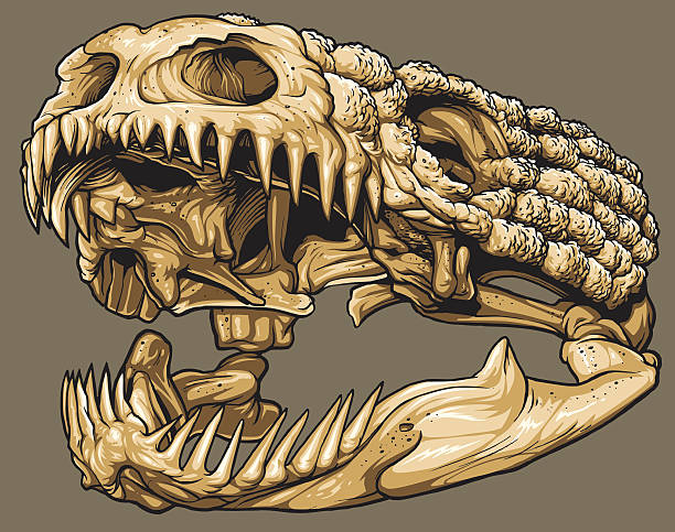 Vector Gila Monster Skull Vector illustration of an isolated gila monster skull. Black line work has been grouped separately from color (which has also been grouped). gila monster stock illustrations