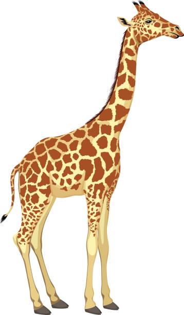 ilustrações de stock, clip art, desenhos animados e ícones de vector giraffe isolated - tanzania object