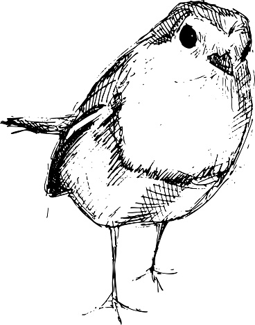 A vector graphic illustration of a hand-drawn robin, black on white