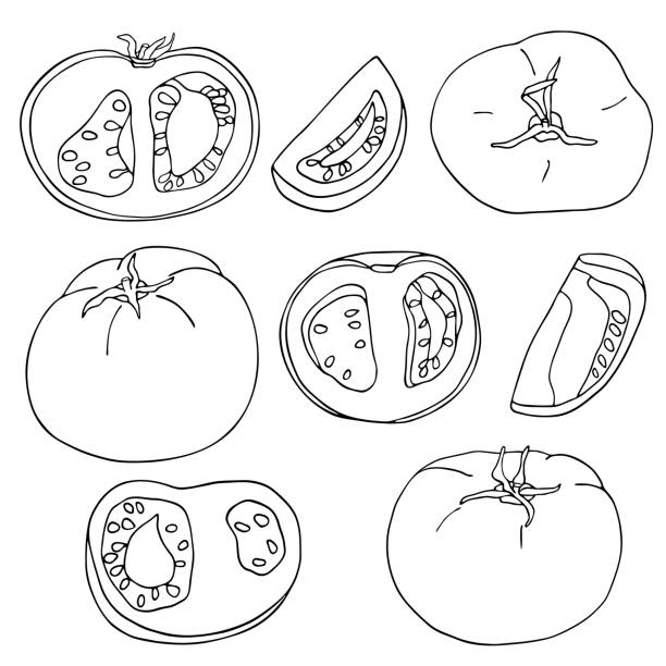 Vector graphic tomatoes set. Hand drawn whole, sliced and half cut fresh tomato vegetables contour isolated on white background. Food ingredients outline doodle drawing. Healthy food, vegetarian. Vector graphic tomatoes set. Hand drawn whole, sliced and half cut fresh tomato vegetables contour isolated on white background. Food ingredients outline doodle drawing. Healthy food, vegetarian tomato cartoon stock illustrations