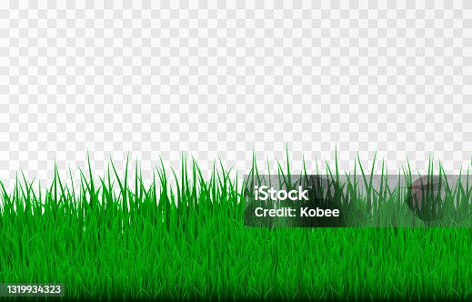 istock Vector grass. Grass, lawn, field. Young grass. 1319934323