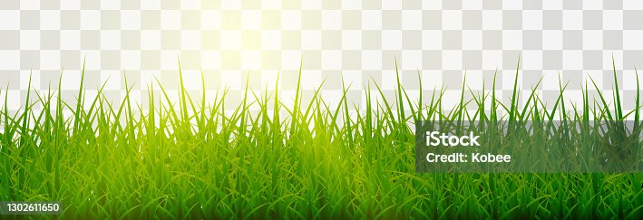 istock Vector grass, lawn. Grasses png, lawn png. Young green grass with sun glare. 1302611650