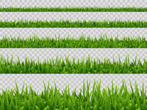 Vector green grass border collection. Vector green grass border collection isolated on transparent background. Realistic style. Spring or summer plant leaves. grass borders stock illustrations