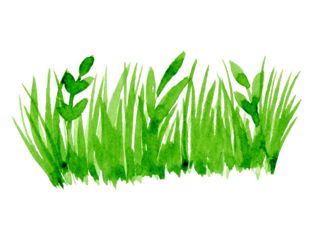 Vector green watercolor natural, organic, grass on white background. Hand drawn eco label, shape stain Vector green watercolor natural, organic, grass on white background. Hand drawn eco label, shape stain grass illustrations stock illustrations