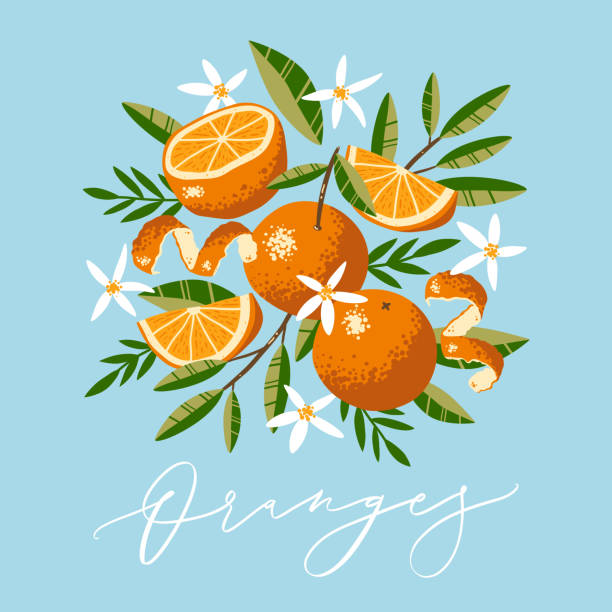 bildbanksillustrationer, clip art samt tecknat material och ikoner med vektor gratulationskort design med apelsiner, blommor och blad i handritad stil med vektor kalligrafi text. - orange