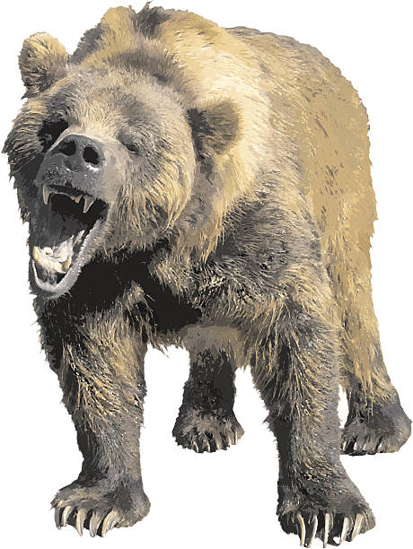 Vector Grizzly Bear Vector image of a growling grizzly bear.  File formats include EPS, CDR, AI and WMF. bear growling stock illustrations