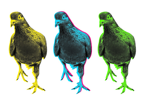 Vector halftone curious pigeon illustration. Contemporary art concept.