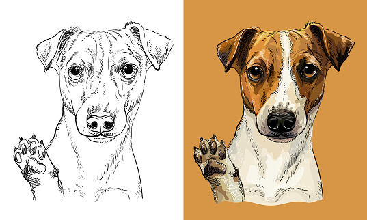 Vector hand drawing dog Jack russel terrier monochrome and color