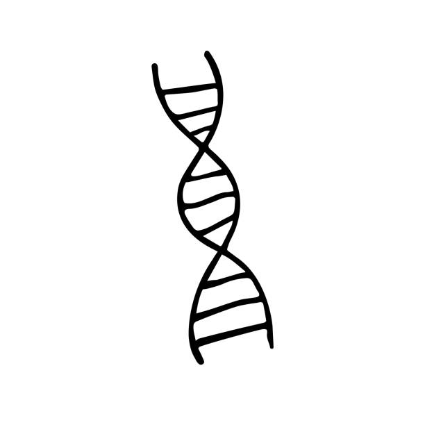 Vector hand drawn doodle sketch dna Vector hand drawn doodle sketch dna isolated on white background dna drawings stock illustrations