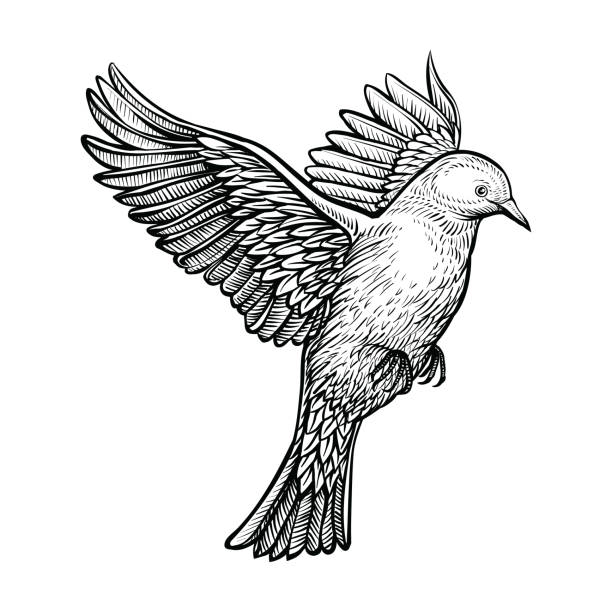 Vector hand drawn flying pigeon. White dove isolated on white background. Black sketch of bird. Line hand drawn illustration. bird illustrations stock illustrations