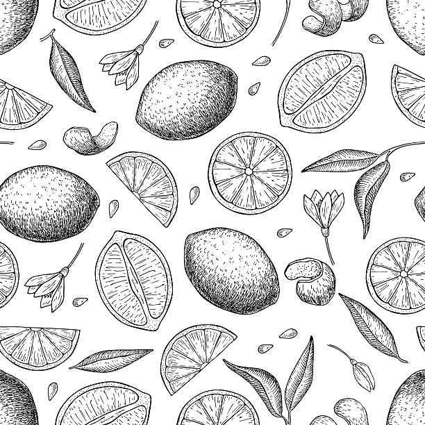 ilustrações de stock, clip art, desenhos animados e ícones de vector mão desenhada de lima e limão sem costura padrão. - lime