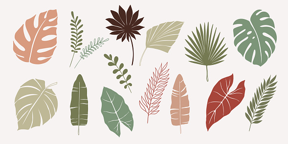 Vector hand drawn set of various silhouette branches with abstract tropical leaves. botanical element collection with Earth tone color.