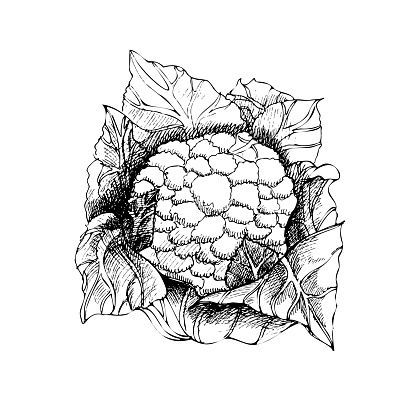 Vector hand drawn vegetable Illustration. Detailed retro style hand-drawn sketch of cauliflower. Vintage sketch element for labels, packaging and cards design.