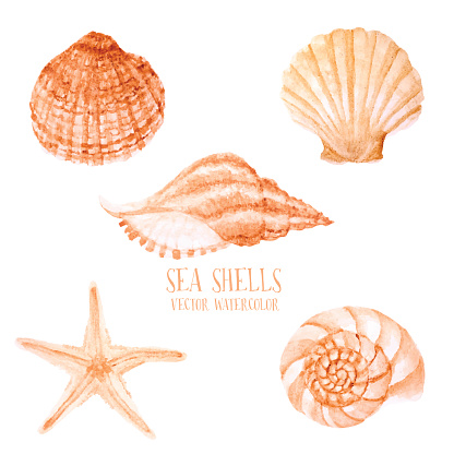 Vector hand drawn Watercolor sea shells.