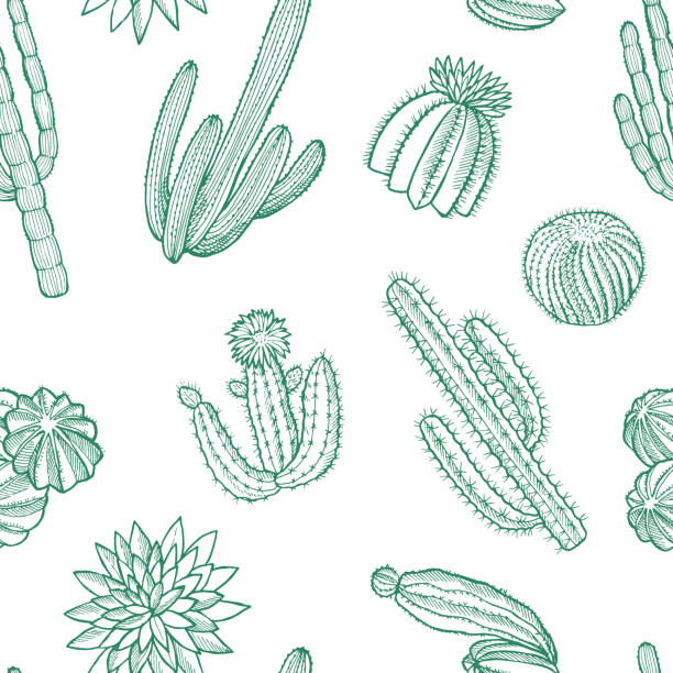 Vector hand drawn wild cacti plants pattern illustration Vector hand drawn nature wild cacti plants pattern or background illustration cactus patterns stock illustrations