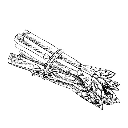 Vector hand-drawn vegetable Illustration. Detailed retro style  asparagus  sketch. Vintage sketch element for labels, packaging and cards design.