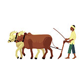 Free picture: cattle, farmer, cow, Pakistan