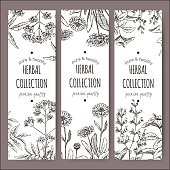 Set of 3 vector herbal tea labels based with valerian, calendula and sage on hand drawn sketch. Placed on white background.