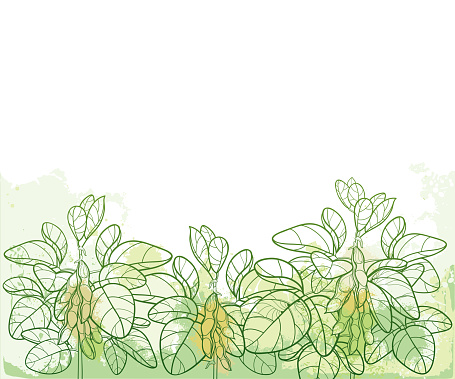 Vector horizontal bunch with outline Soybean or Soy bean with pods and ornate leaf in pastel green on the textured background.
