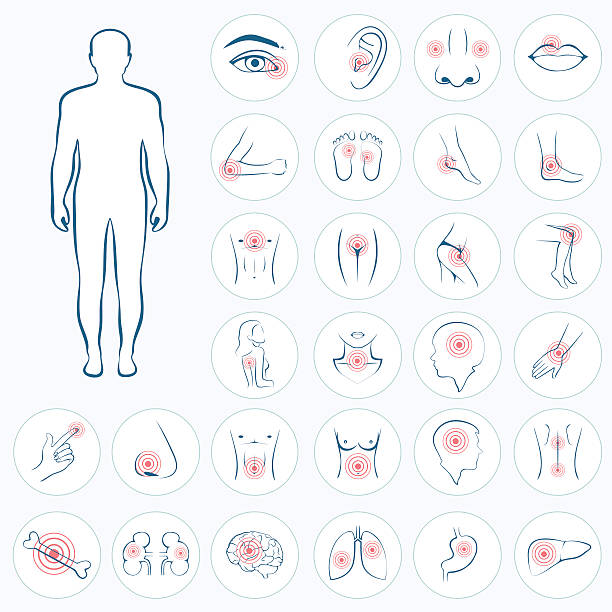 vector human anatomy vector human anatomy, body pain, medical illustration  human throat anatomy stock illustrations