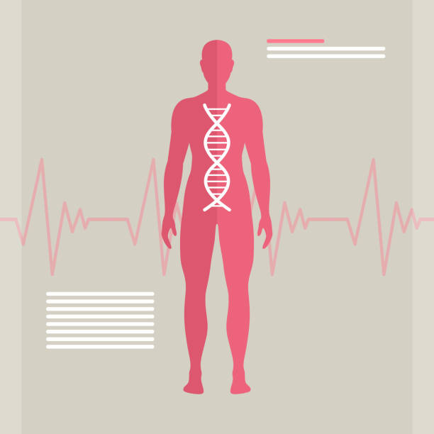 Vector Human DNA Vector Illustration of Human DNA dna silhouettes stock illustrations