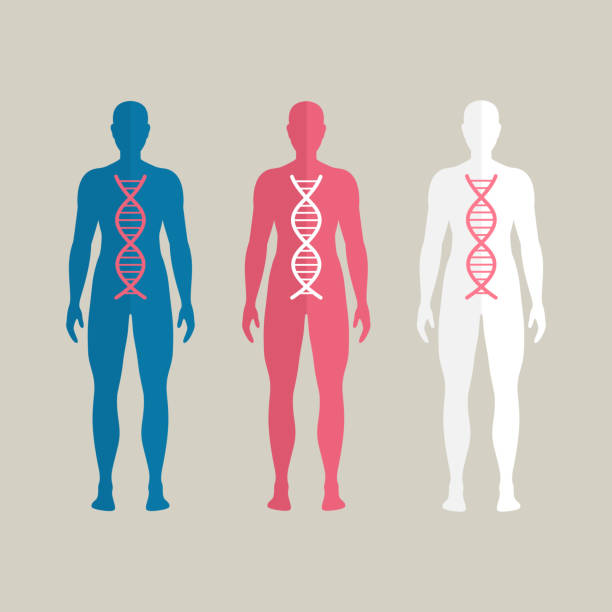 Vector Human DNA Vector Illustration of Human DNA dna silhouettes stock illustrations