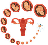 Vector human embryo development circle with female uterus icon. Human fetus growth through the stages of pregnancy from a cell to a baby. Medica concept poster, isolated illustration