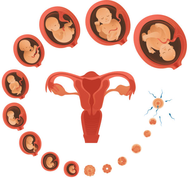 Vector human embryo development circle flat icon Vector human embryo development circle with female uterus icon. Human fetus growth through the stages of pregnancy from a cell to a baby. Medica concept poster, isolated illustration fetus stock illustrations