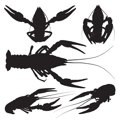 Vector icon crayfish. Set of crawfish silhouettes on white background.