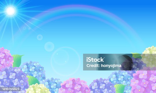 istock Vector illustration background (landscape) after the rain where the blue sky, rainbow, hydrangea and sunlight are dazzling 1310765023