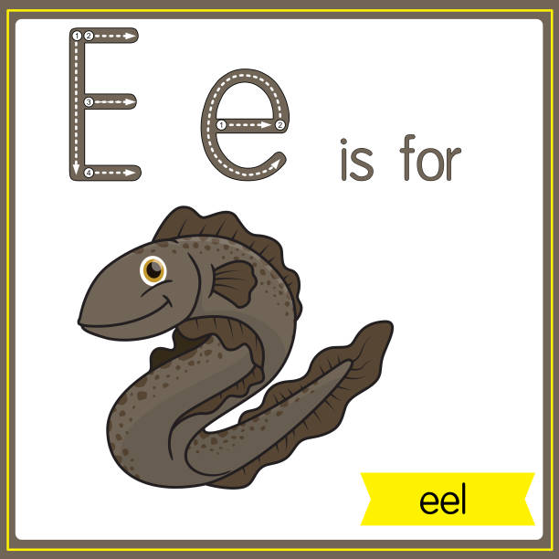 만화 이미지가있는 어린이의 경우 알파벳학습을 위한 벡터 일러스트레이션. 편지 e는 장어용입니다. - 전기뱀장어 stock illustrations