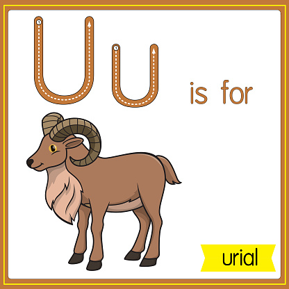 Vector illustration for learning the alphabet For children with cartoon images. Letter U is for urial.