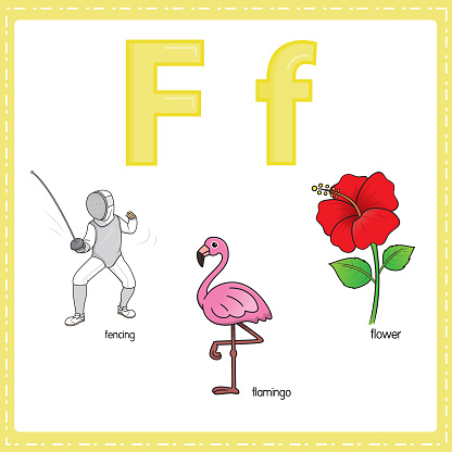 Vector illustration for learning the letter F in both lowercase and uppercase for children with 3 cartoon images. Fencing Flamingo Flower.