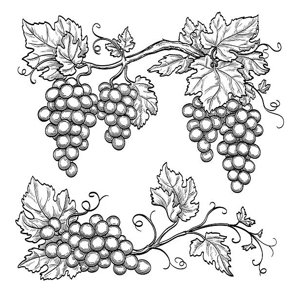 illustrations, cliparts, dessins animés et icônes de illustration vectorielle des branches de raisin - vigne gravure