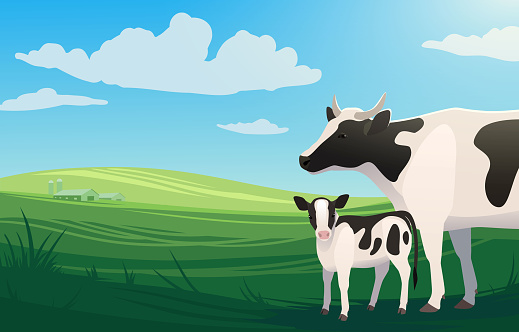 Vector illustration landscape with cow and little baby calf on pasture with ranch on the background.