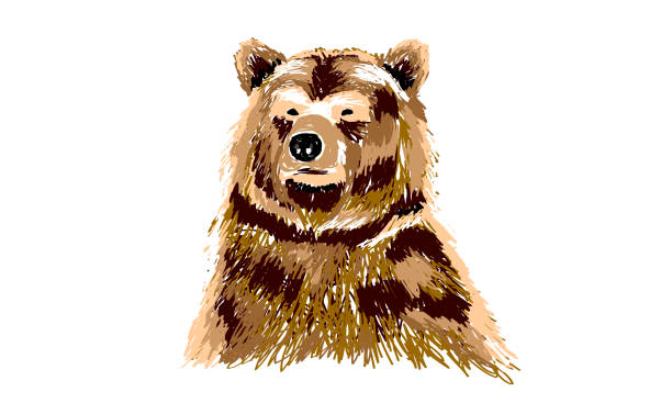 vector illustration of a bear vector illustration of a bear brown bear stock illustrations