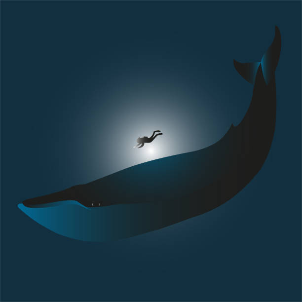 bildbanksillustrationer, clip art samt tecknat material och ikoner med vektor illustration av en blåval - blue whale