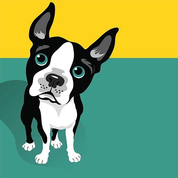 bildbanksillustrationer, clip art samt tecknat material och ikoner med vector illustration of a cute boston terrier dog - pop up store