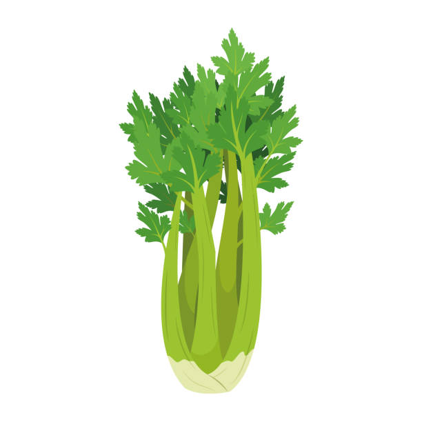 Vector illustration of a funny celery in cartoon style. Vector illustration of a funny celery in cartoon style. celery stock illustrations